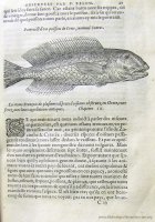 c. C3r: Pesce Pappagallo (54x1332 mm)