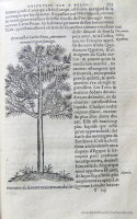 c. Y4r: Albero della Picea (135x67 mm)
