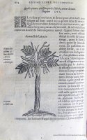 c. MM1v: Acacia (120x70 mm)